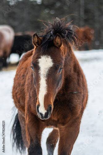 Young bai quarter horse filly running outside in winter pasture, close up 