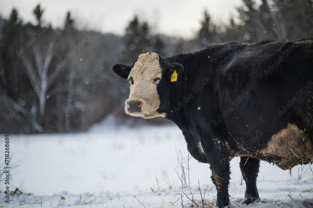 Black hereford cow outside in winter pasture Black hereford cow outside in winter pasture