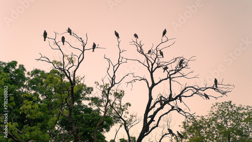 Group of Indian Spotted Eagle also known as Clanga hastata sitting on the top of the tree