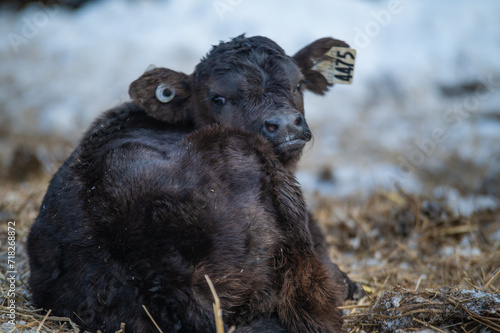 Wallpaper Mural Cute black angus calf laying in straw outside in winter pasture with other cows in background. Happy and curious calf. Torontodigital.ca