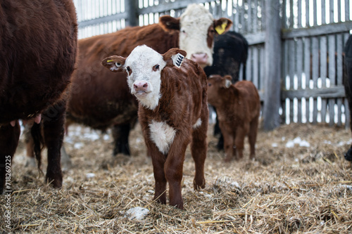 Wallpaper Mural Cute hereford calf close up standing outside in winter pasture Torontodigital.ca