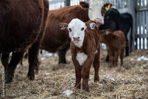 Cute hereford calf close up standing outside in winter pasture