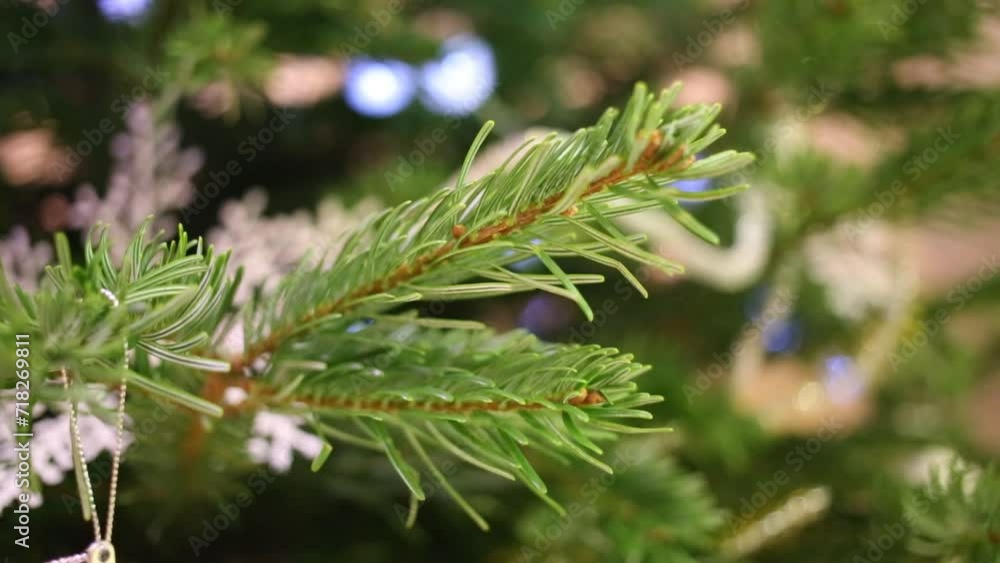 Close up view of hand is shake a branch at christmas tree. Close up view of hand is shake a branch at christmas tree.