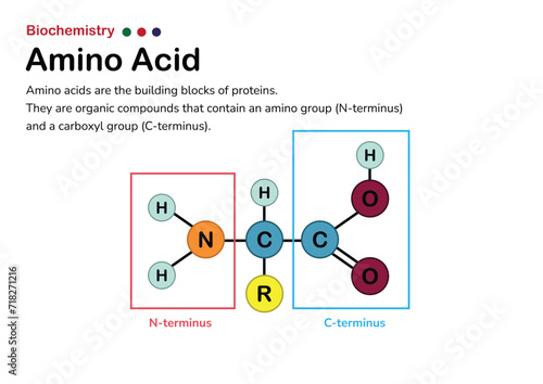 The chemical structure of an amino acid (the smallest structure of proteins)