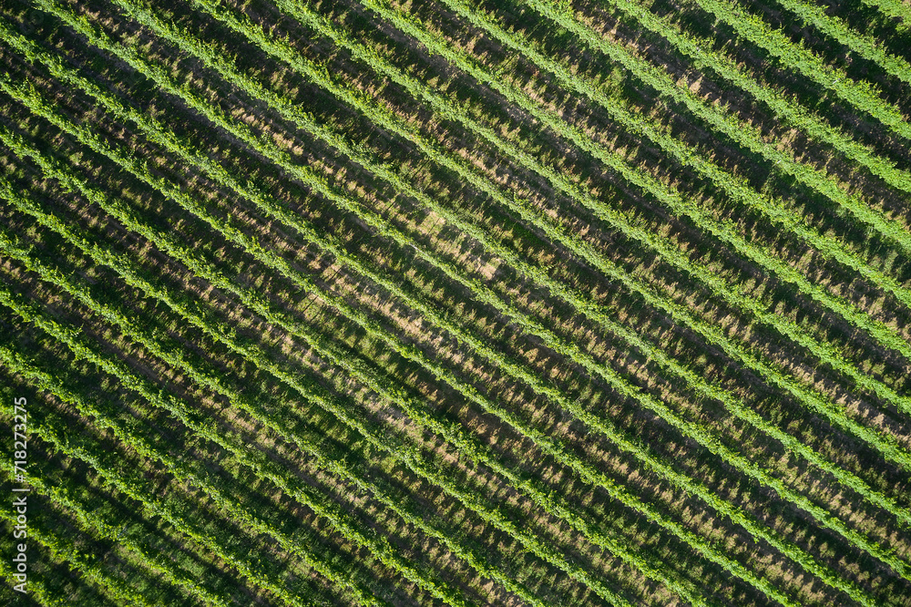 Vineyard plantation top view. Rows of vineyards in Italy. Italian vineyards aerial view. Italian viticulture near Lake Garda. Vineyard plantation top view. Rows of vineyards in Italy. Italian vineyards aerial view. Italian viticulture near Lake Garda.