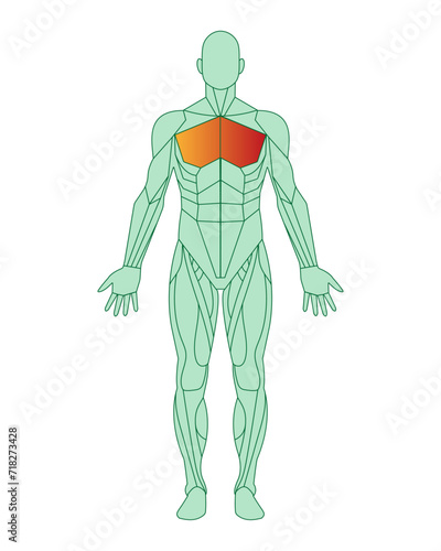 Figure of a man with highlighted muscles. Schematic of man body with pectoral muscles highlighted in red. Male muscle anatomy concept.  Vector illustration isolated on white background.