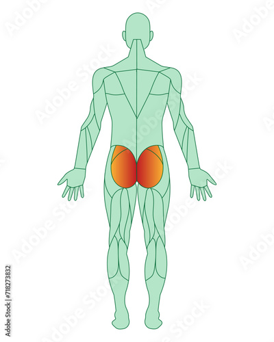 Figure of a man with highlighted muscles. The gluteus maximus muscles are highlighted in red. Male muscle anatomy concept.  Vector illustration isolated on white background.