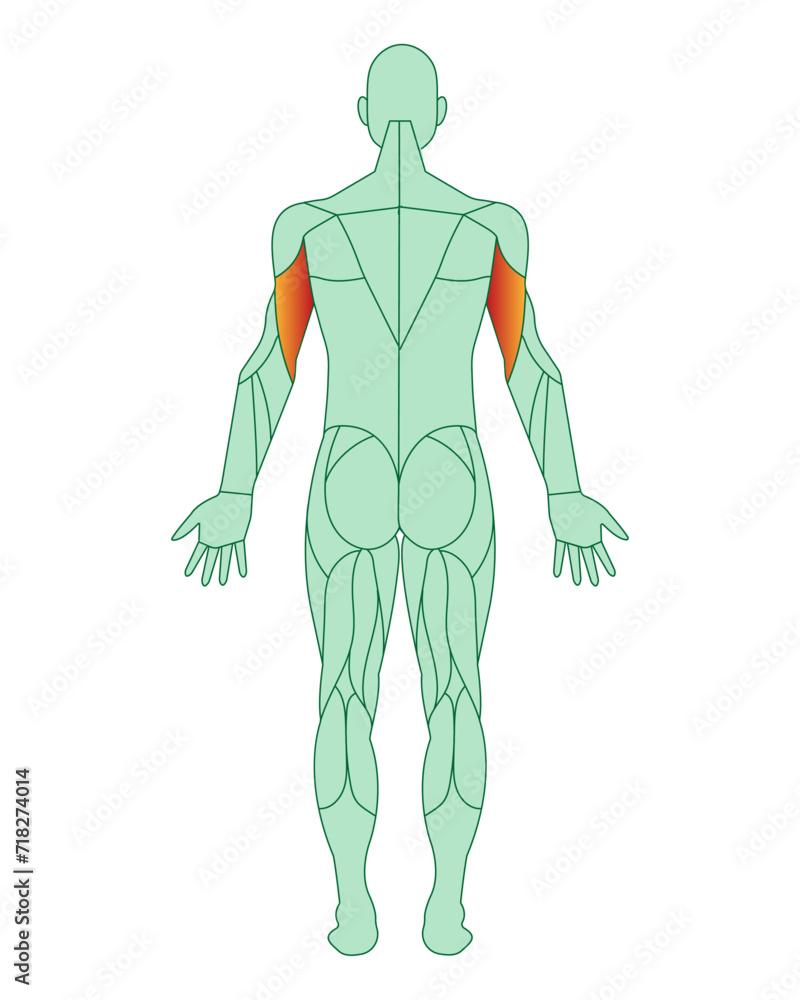 Figure of a man with highlighted muscles. Highlighted in red biceps of arms or shoulders. Male muscle anatomy concept. Vector illustration isolated on white background. Figure of a man with highlighted muscles. Highlighted in red biceps of arms or shoulders. Male muscle anatomy concept. Vector illustration isolated on white background.