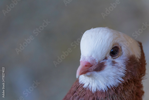 Closeup of a Thuringian Monk Pigeon's portrait with breathtaking details
 photo