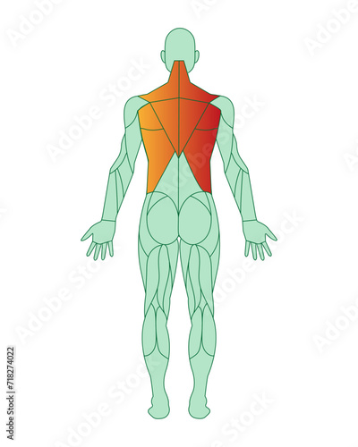 Figure of a man with highlighted muscles. Trapezius and latissimus dorsi muscle training.  Male muscle anatomy concept.  Vector illustration isolated on white background.
