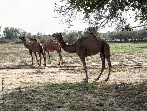 camels in the desert © Hitesh