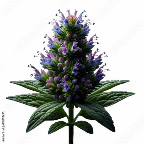 Anise Hyssop Agastache flower  isolated on a transparent  background