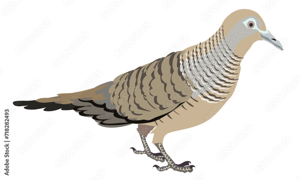 Naklejka premium zebra dove