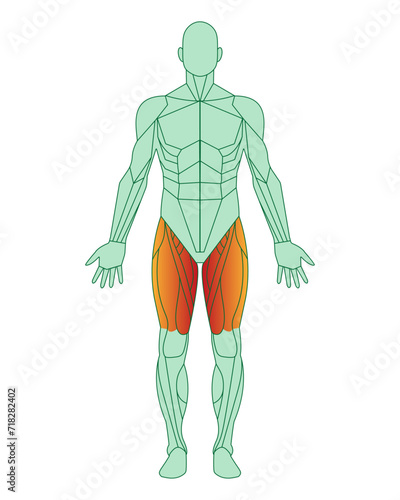 Figure of a man with highlighted muscles. Body with thigh muscles highlighted in red. Quadriceps and adductor femoris, sartorius. Male muscle anatomy concept.  Vector illustration isolated on white ba photo