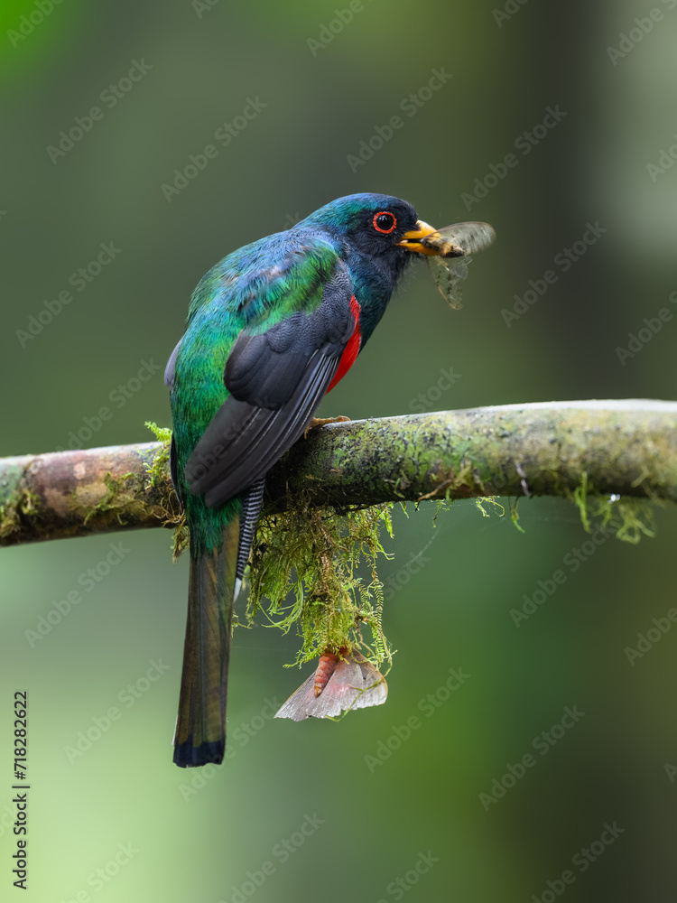 Obraz premium Male Masked Trogon on mossy stick on green background