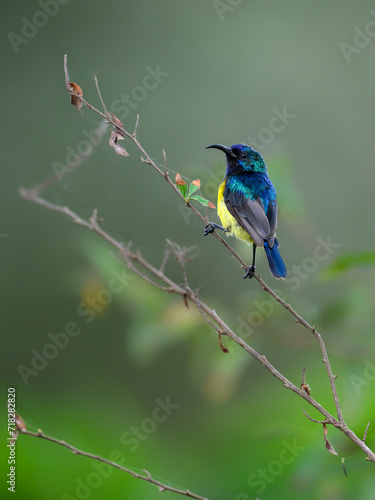 Variable Sunbird or Yellow-bellied Sunbird on stem of a plant