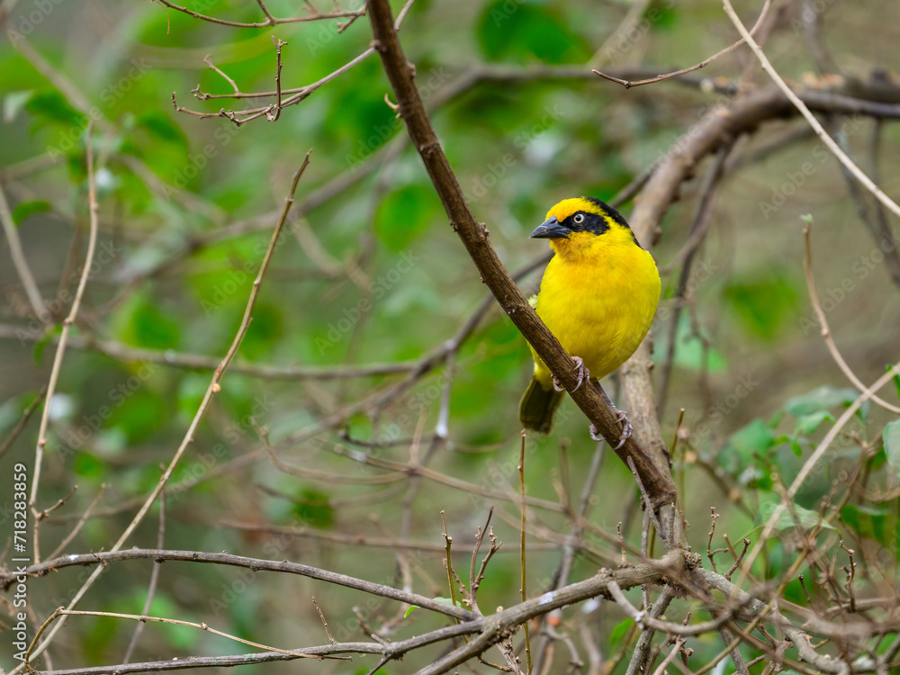 Baglafecht Weaver on tree branch in Tanzania Baglafecht Weaver on tree branch in Tanzania