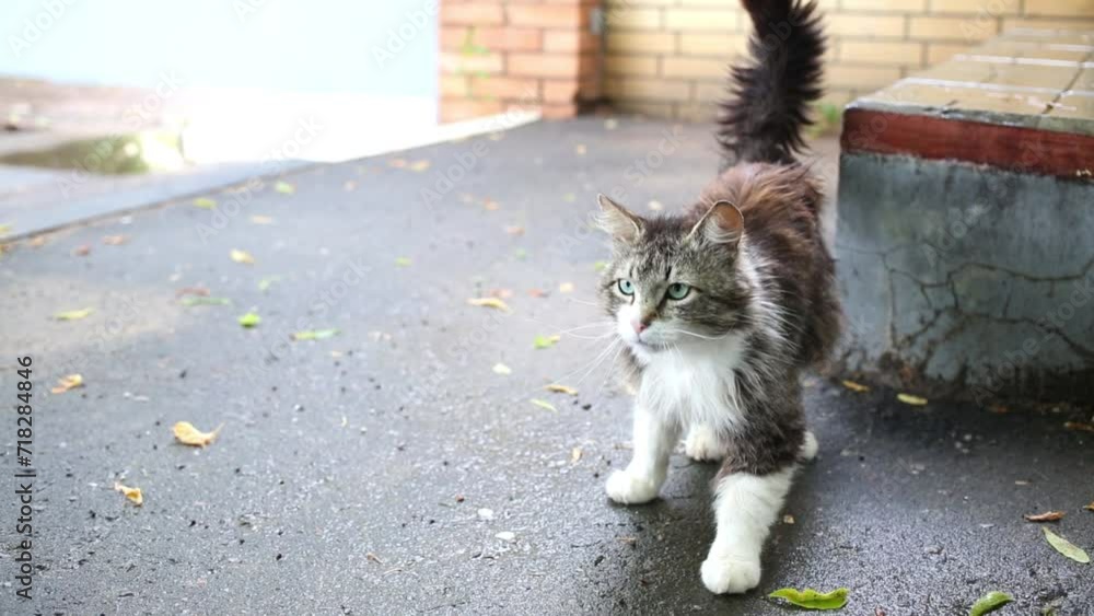 Disheveled yard gray and white cat on pavement near stairs. Disheveled yard gray and white cat on pavement near stairs.