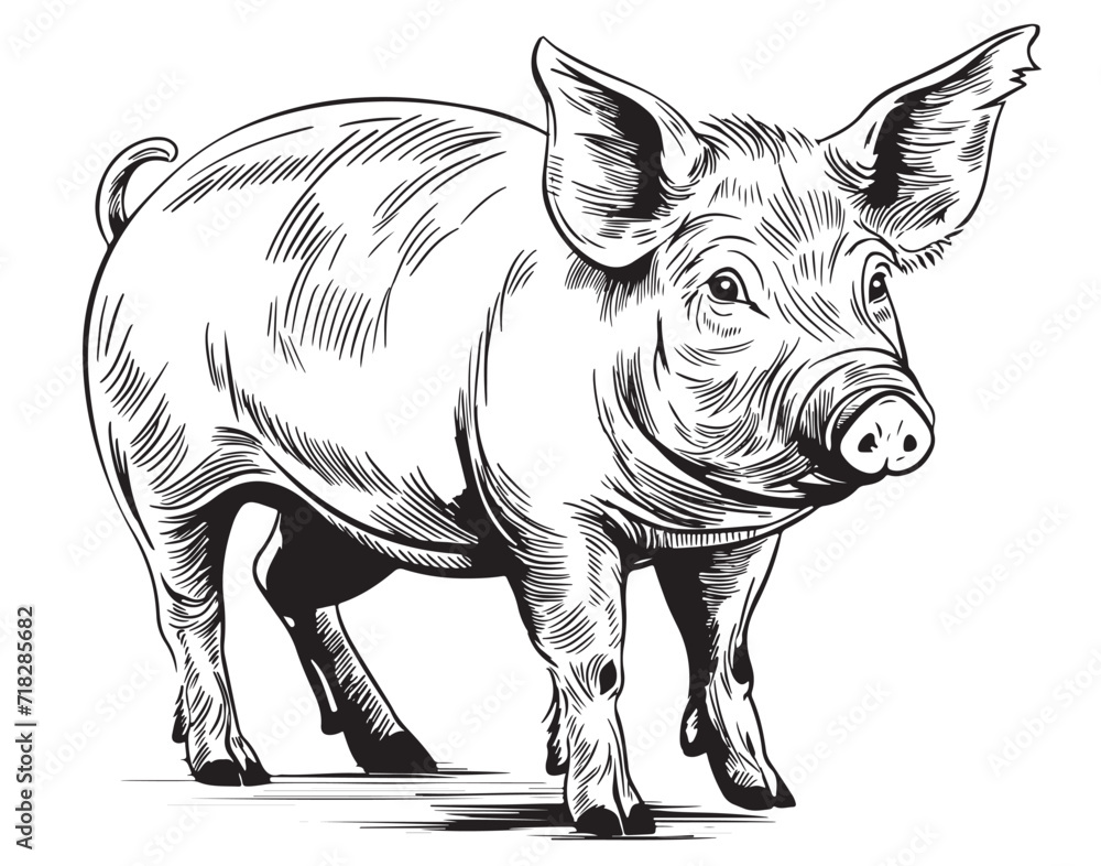 Fototapeta premium Pig vector illustration