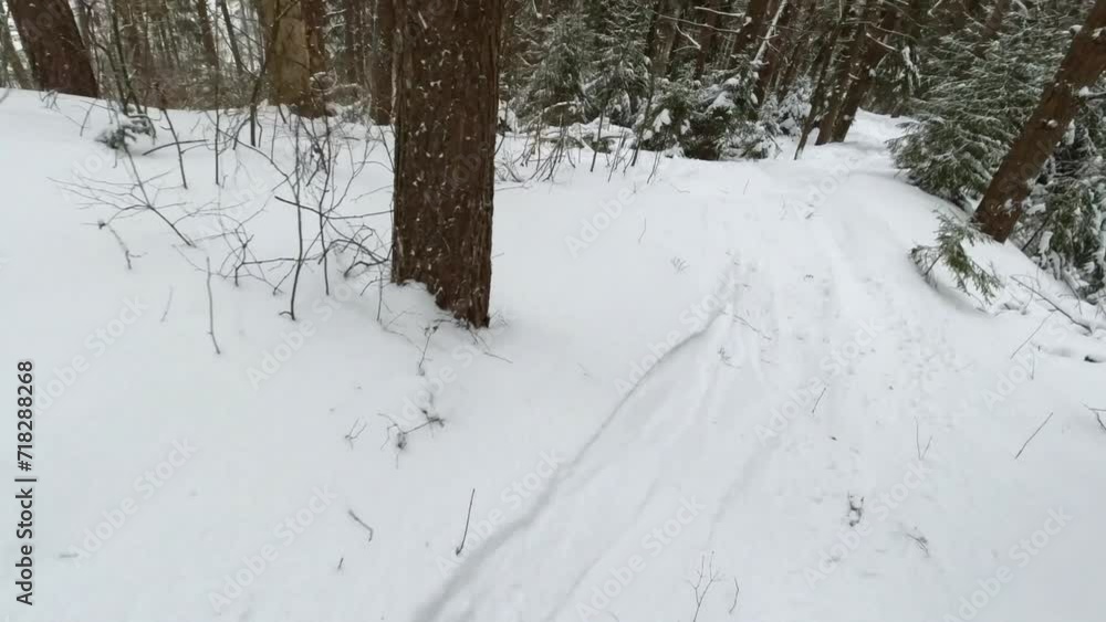 POV a snowboarder goes down a narrow track in the forest between the trees. A wild narrow ski trail in a coniferous forest on a cloudy day. High quality 4k footage POV a snowboarder goes down a narrow track in the forest between the trees. A wild narrow ski trail in a coniferous forest on a cloudy day. High quality 4k footage