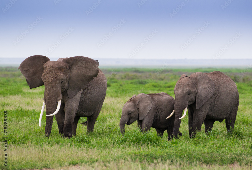 Rodzina słoni na sawannie Parku Narodowego Amboseli Kenia - obrazy, fototapety, plakaty 