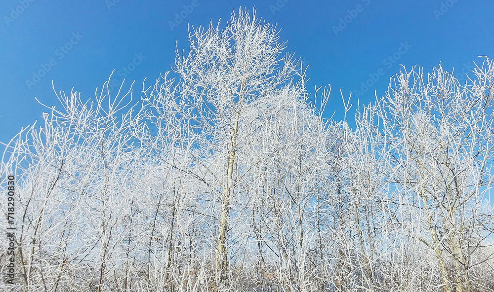 White trees covered with frost. Trees as white lace. Sunny frosty morning. White trees covered with frost. Trees as white lace. Sunny frosty morning.