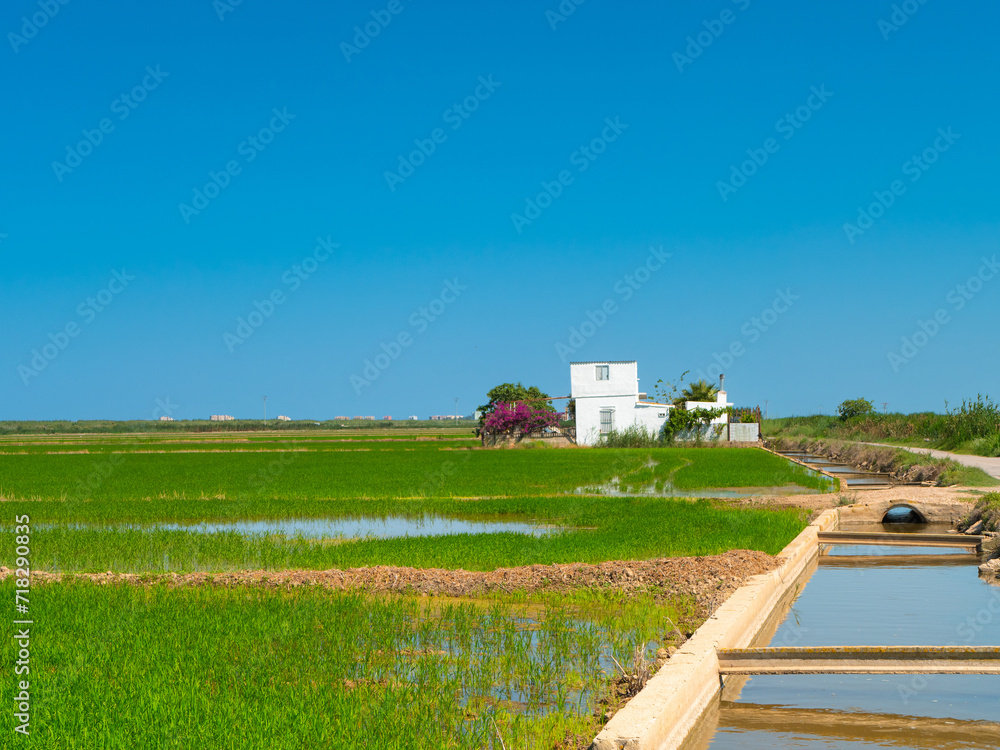 Rice farm field landscape with rural white house far away under blue clear sky