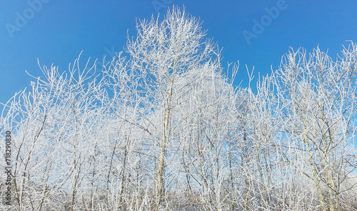 White trees covered with frost. Trees as white lace. Sunny frosty morning.