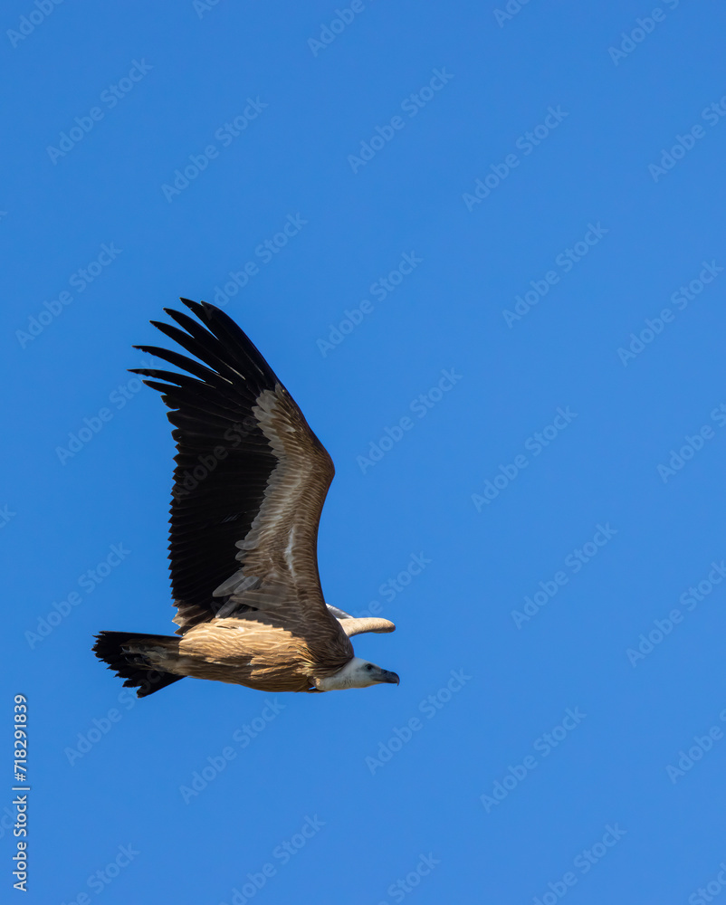 Obraz premium Griffon vulture in Canyon of Verdon River (Verdon Gorge) in Provence, France