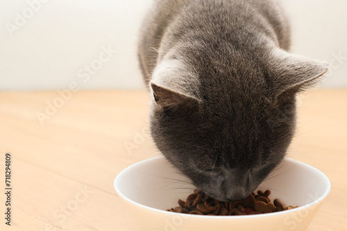 British gray cat eats dry food from a white bowl. Adorable cat eats dry food at home.