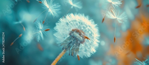  a dandelion blowing in the wind on a blurry blue and orange background with a blurry image of the dandelion blowing in the foreground.