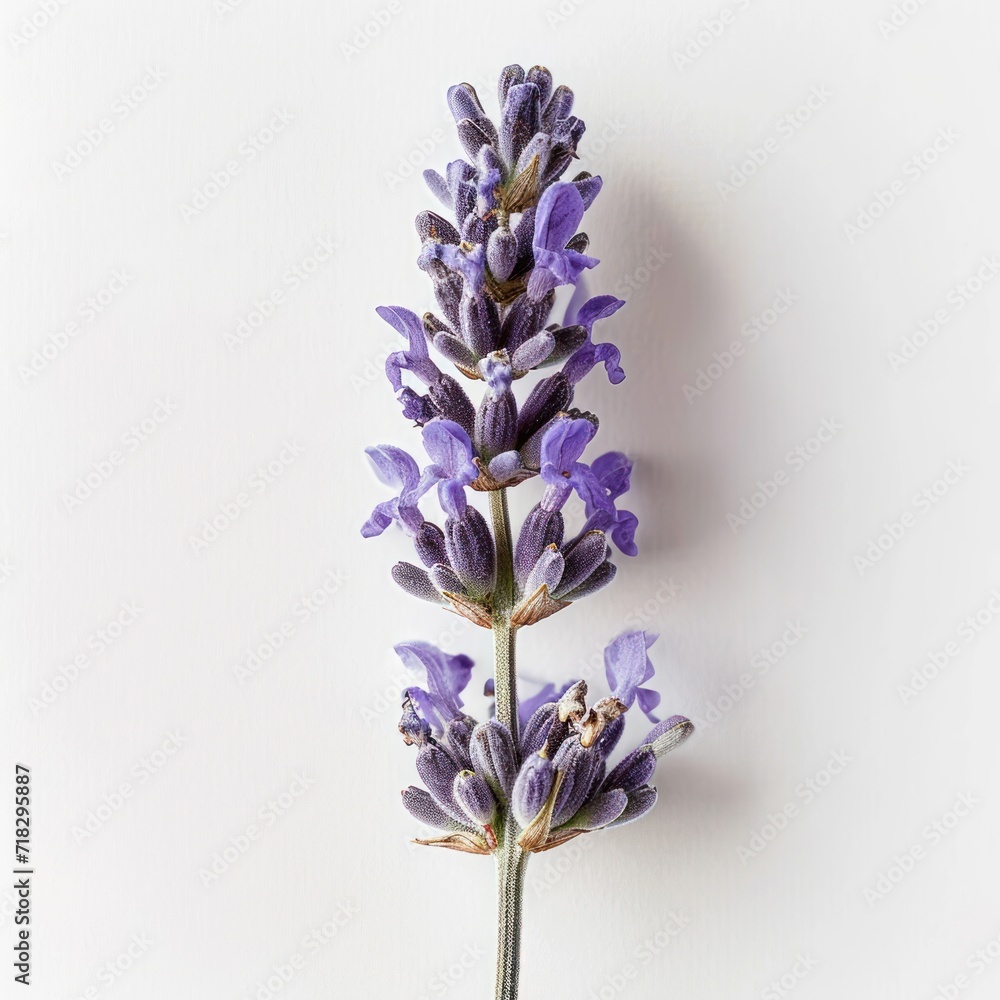 Obraz premium Lavender Stem on white background