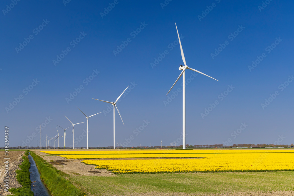 wind turbines with yellow tulip field in Northern Holland, Netherlands