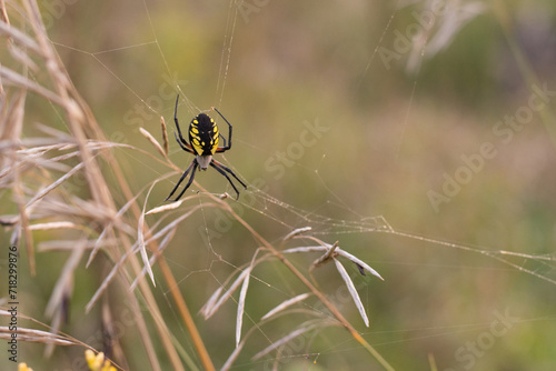 Garden spider in web 