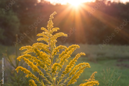 Tableau sur toile Yellow goldenrod flower at sunset with sunburst in background