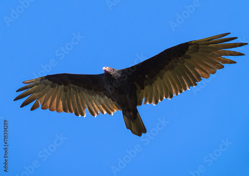 A Turkey Vulture soaring overhead against a deep blue sky.