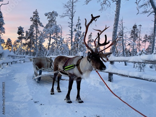 Reindeer with sled in winter, Lapland, Finland  © Soldo76