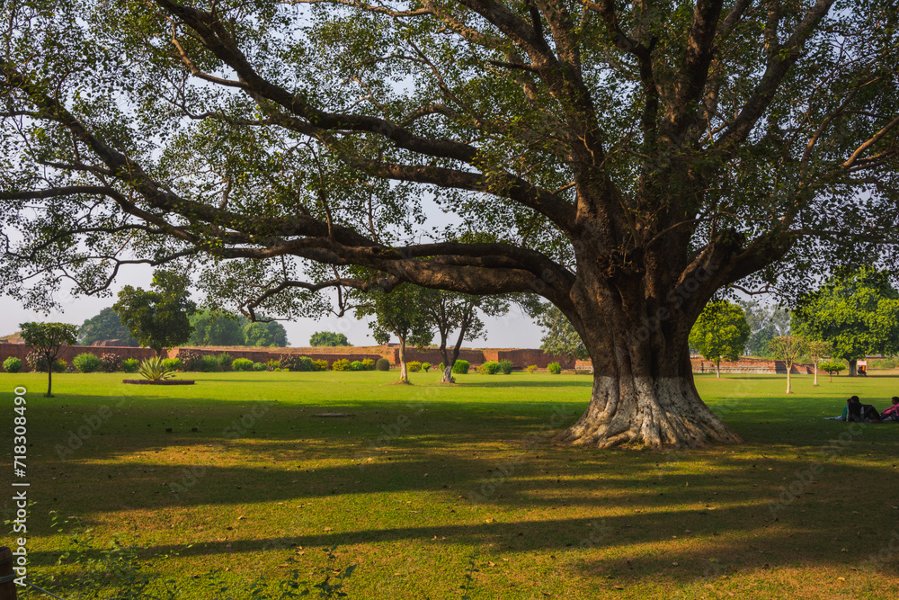 A big bayan tree in park
