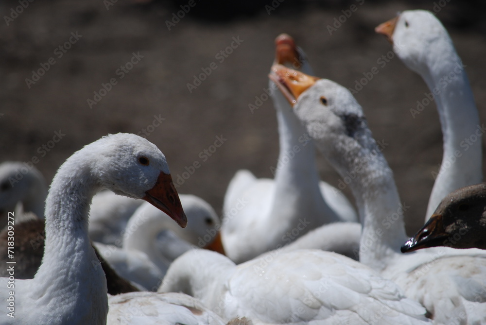 Heads of white geese. Large birds on a farm in the village. Geese have white plumage, black eyes and yellow beaks. Their heads are raised up, they look towards the camera with one eye. Heads of white geese. Large birds on a farm in the village. Geese have white plumage, black eyes and yellow beaks. Their heads are raised up, they look towards the camera with one eye.