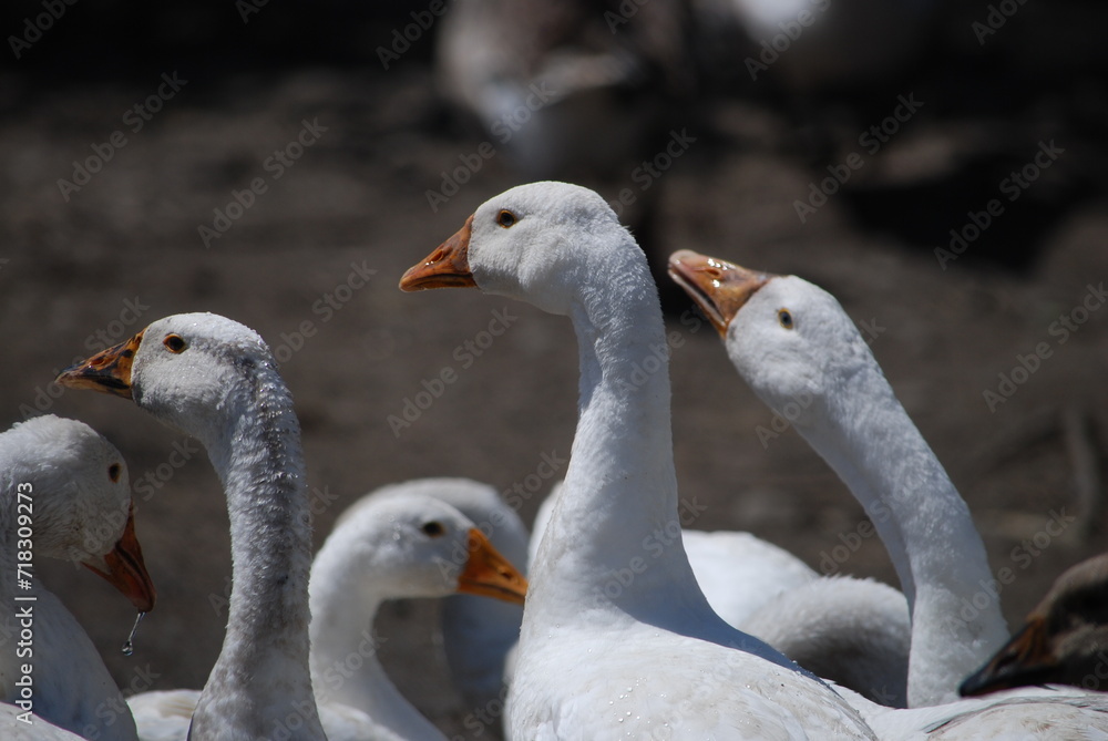 Heads of white geese. Large birds on a farm in the village. Geese have white plumage, black eyes and yellow beaks. Their heads are raised up, they look towards the camera with one eye. Heads of white geese. Large birds on a farm in the village. Geese have white plumage, black eyes and yellow beaks. Their heads are raised up, they look towards the camera with one eye.