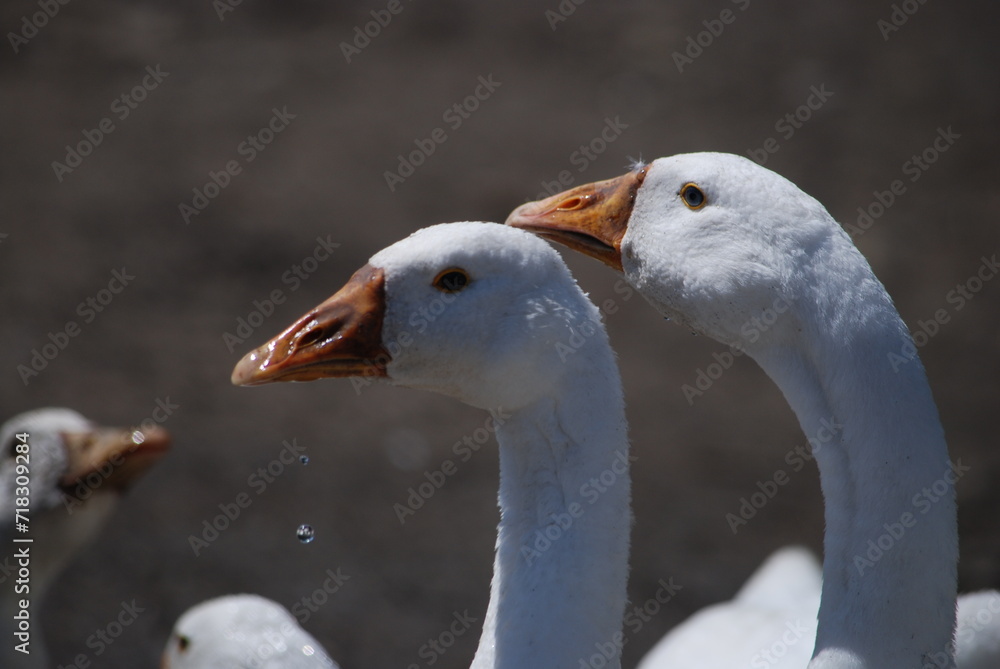Heads of white geese. Large birds on a farm in the village. Geese have white plumage, black eyes and yellow beaks. Their heads are raised up, they look towards the camera with one eye.