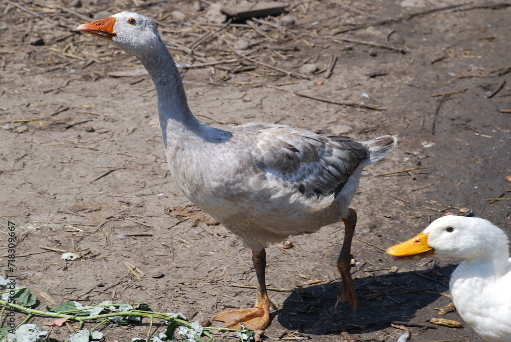Obraz premium Gray goose in the farm yard. The bird on the village farm has light gray plumage, black eyes and a red beak. The goose has a small head on a long, mobile neck and clipped wings. he walks around yard.