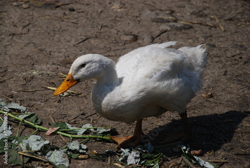 White duck in the farm yard. The bird on the village farm has white plumage, black eyes and a red beak. The duck has a small head on a long, movable neck and clipped wings. it walks across the yard.