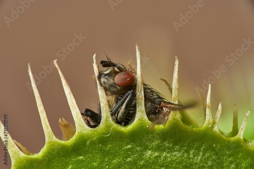 Little fly caught in a venus flytrap – no way to escape