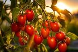 Organic tomato plants growing in the field with the sun rising in the background