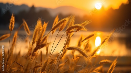  the sun is setting over a body of water with tall grass in the foreground and a body of water in the background.