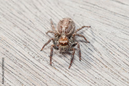 Plexippus paykulli female spider walking on a wooden floor on a sunny day