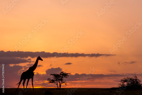 Photography Giraffes Silhouetted Next to a Tree at Sunset