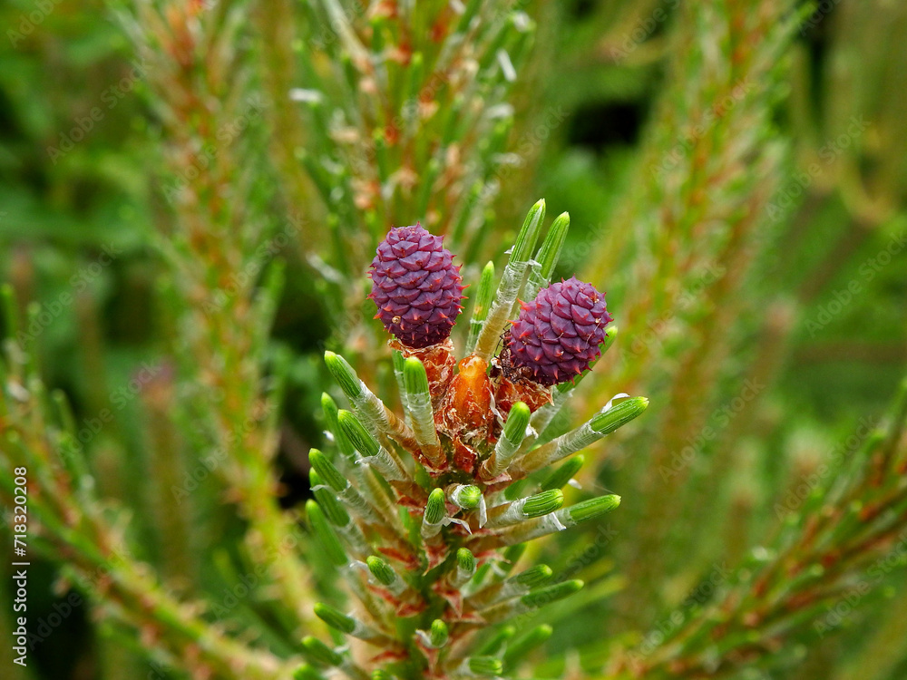 czerwone szyszki świerka, młode szyszki świerkowe, young spruce cones, young cone on tip of spruce branch, Spruce blossom, Small pink color spruce cones czerwone szyszki świerka, młode szyszki świerkowe, young spruce cones, young cone on tip of spruce branch, Spruce blossom, Small pink color spruce cones