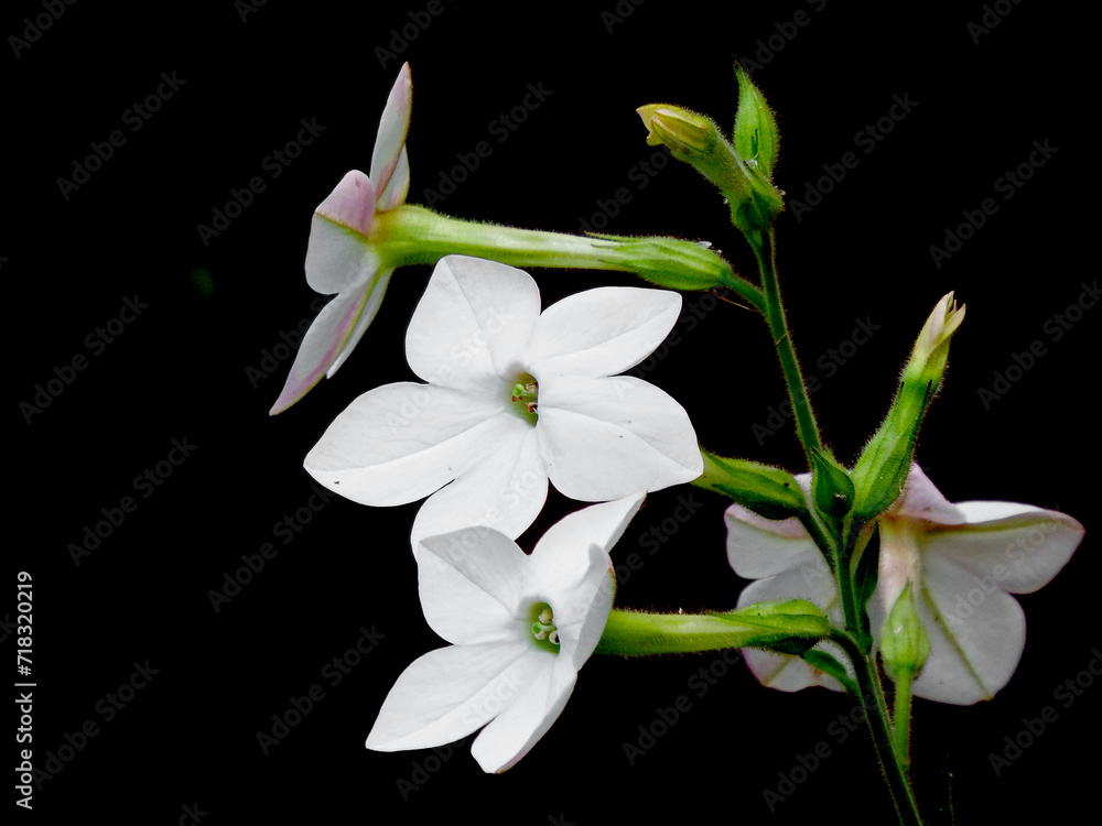kwkitnacy tytoń Sandera, białe kwiaty tytoniu ozdobnego, Nicotiana × sanderae, flowers of tobacco Nicotiana sanderae in the garden, White flowers Nicotiana sanderae